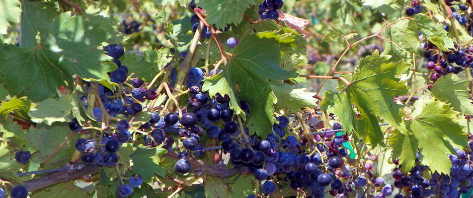 Chambourcin in berry